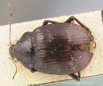 Media type: image; Entomology 9794   Aspect: habitus dorsal view